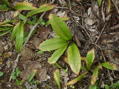 Clintonia borealis