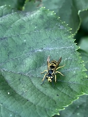 Vespula maculifrons