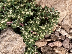 Guilleminea densa