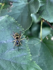 Vespula maculifrons