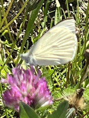 Pieris brassicae