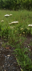 Achillea millefolium