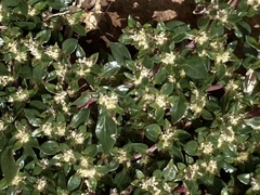 Guilleminea densa