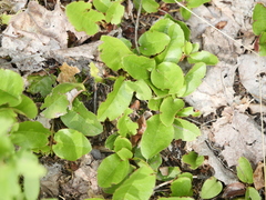 Epigaea repens