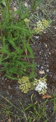 Achillea millefolium