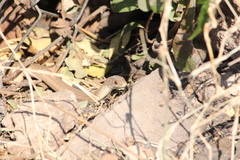 Psammophis brevirostris