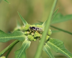 Bembix