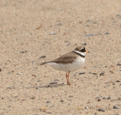 Charadrius hiaticula