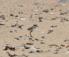 Charadrius hiaticula