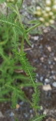 Achillea millefolium