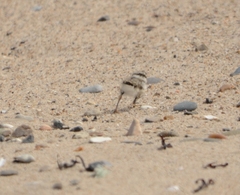 Charadrius hiaticula