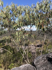 Eucalyptus luehmanniana