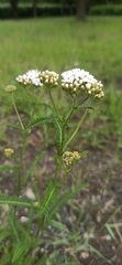 Achillea millefolium