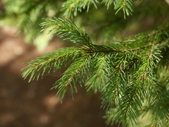 Picea rubens