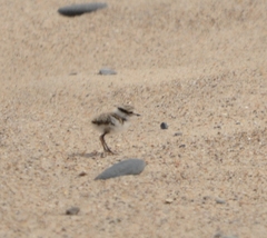 Charadrius hiaticula