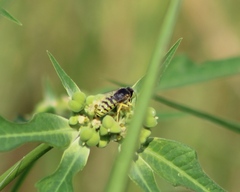 Bembix