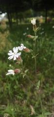 Silene latifolia