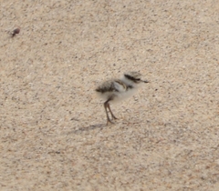 Charadrius hiaticula