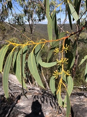 Eucalyptus luehmanniana