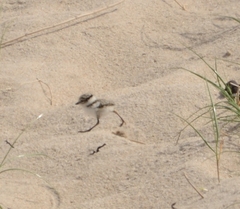 Charadrius hiaticula