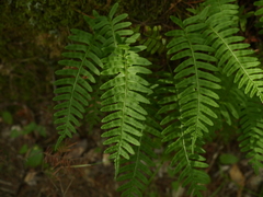Polypodium virginianum