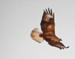 Buteo rufinus
