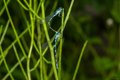 Coenagrion pulchellum