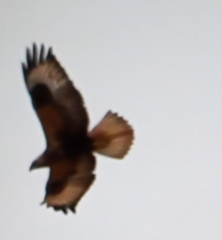Buteo rufinus