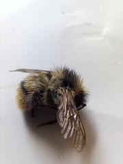 Bombus sylvarum
