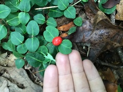 Mitchella repens