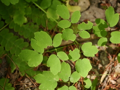 Thalictrum pubescens