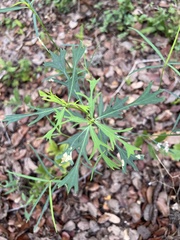 Ambrosia psilostachya