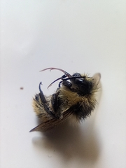 Bombus sylvarum