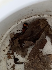 Dasymutilla quadriguttata