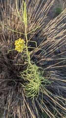 Asclepias subverticillata