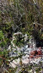 Amphithalea speciosa