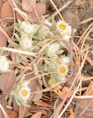 Helichrysum cerastioides