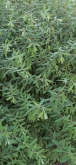 Spiraea