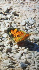 Phyciodes tharos