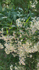 Doellingeria umbellata