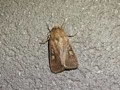 Xestia xanthographa