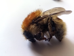 Bombus humilis