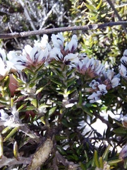 Amphithalea speciosa