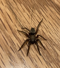 Scotophaeus blackwalli