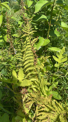 Thelypteris palustris