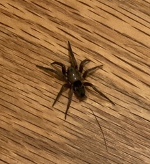 Scotophaeus blackwalli