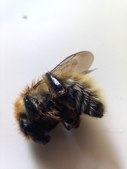 Bombus humilis