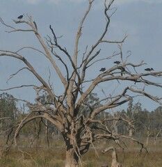 Threskiornis spinicollis