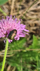 Cryptocephalus sericeus