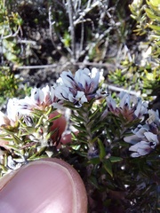 Amphithalea speciosa